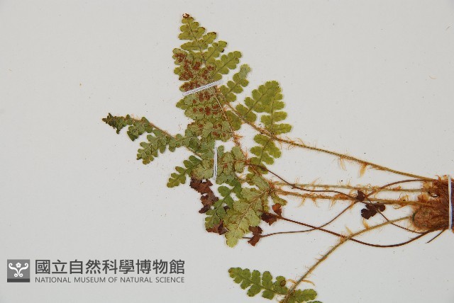 密毛鱗毛蕨藏品圖，第4張