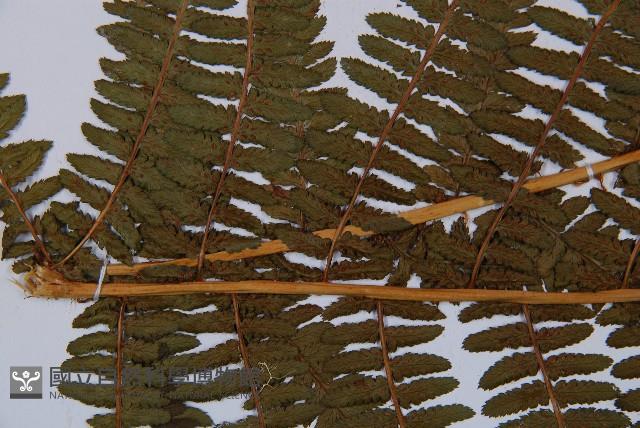 蹄蓋蕨藏品圖，第4張