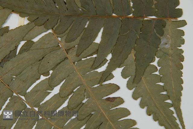 毛柄短腸蕨藏品圖，第4張