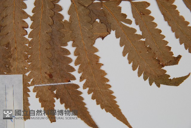 邊緣鱗蓋蕨藏品圖，第4張