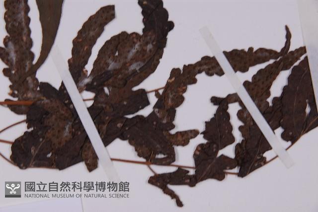 三叉蕨藏品圖，第4張