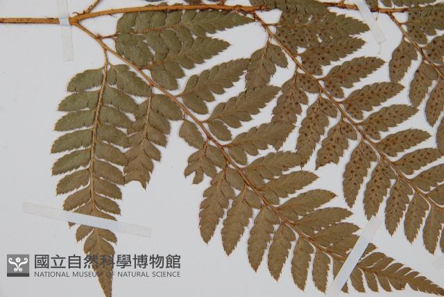 小葉複葉耳蕨藏品圖，第4張