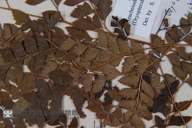 斜方複葉耳蕨藏品圖，第3張