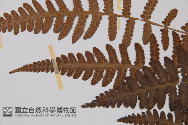 東洋蹄蓋蕨藏品圖，第4張