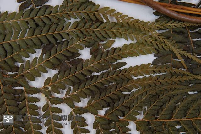 粗毛鱗蓋蕨藏品圖，第4張