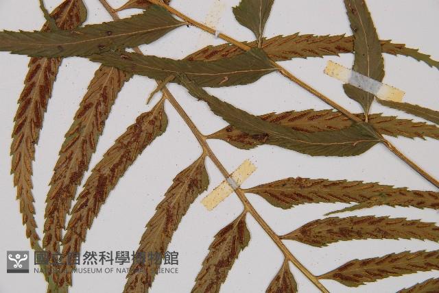 萊氏鐵角蕨藏品圖，第4張