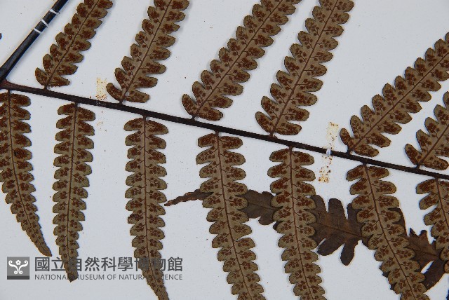 台灣黑桫欏藏品圖，第4張