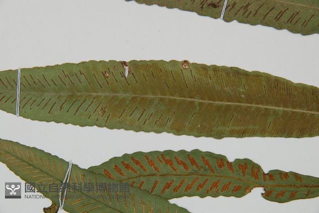 Accession Number:P009545 Collection Image, Figure 4, Total 5 Figures