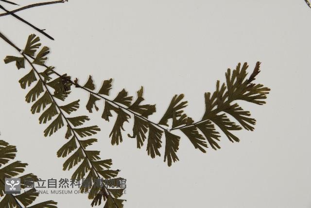 馬來鐵線蕨藏品圖，第4張