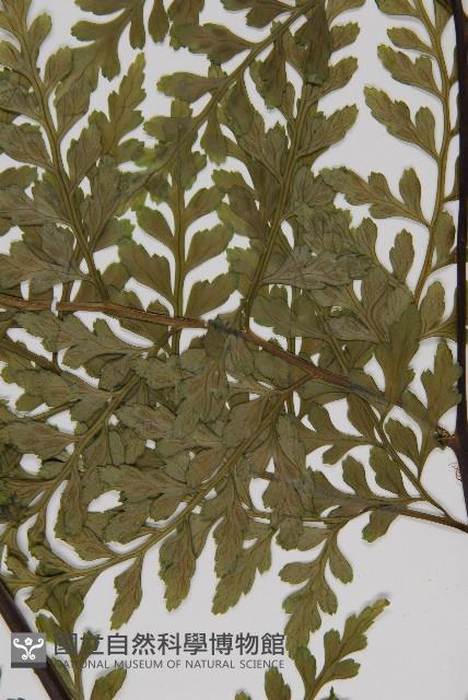 大鐵角蕨藏品圖，第4張