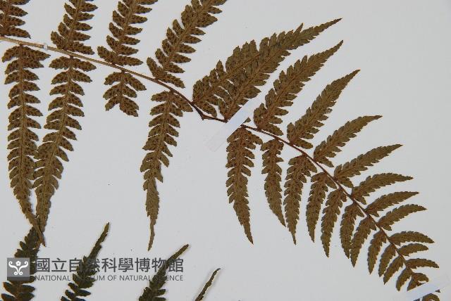 華中蹄蓋蕨藏品圖，第4張