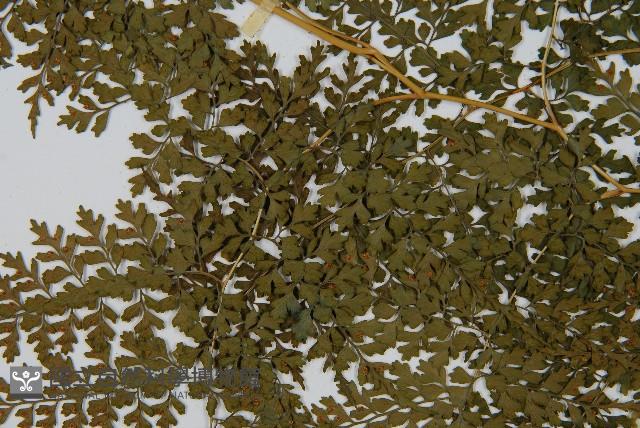 彎柄假複葉耳蕨藏品圖，第4張