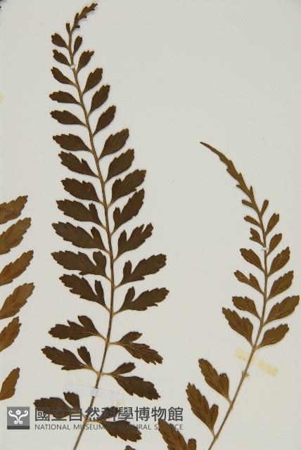 裂葉鐵角蕨藏品圖，第4張