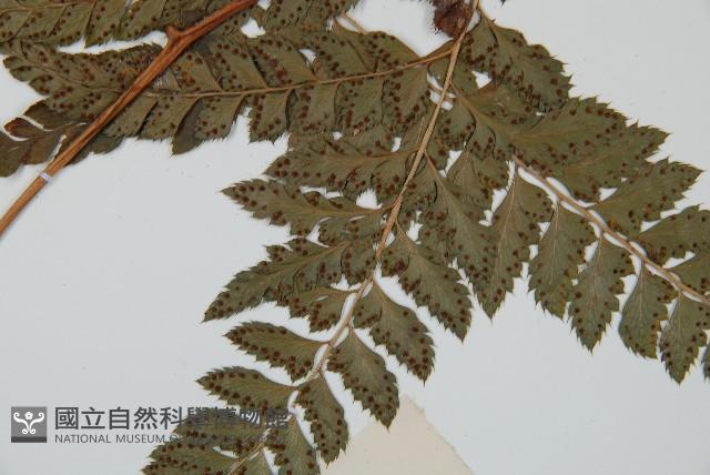 細葉複葉耳蕨藏品圖，第4張
