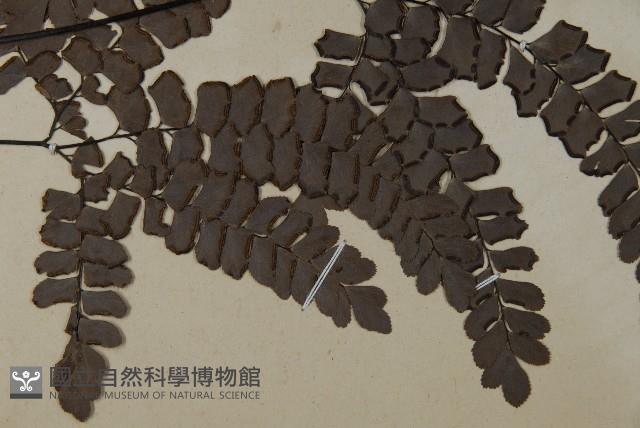 扇葉鐵線蕨藏品圖，第3張
