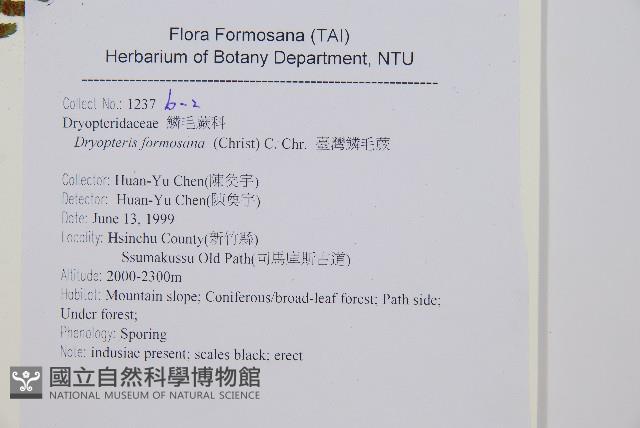 臺灣鱗毛蕨藏品圖，第4張