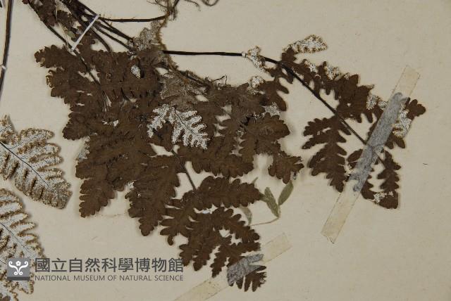 Accession Number:P008075 Collection Image, Figure 4, Total 4 Figures