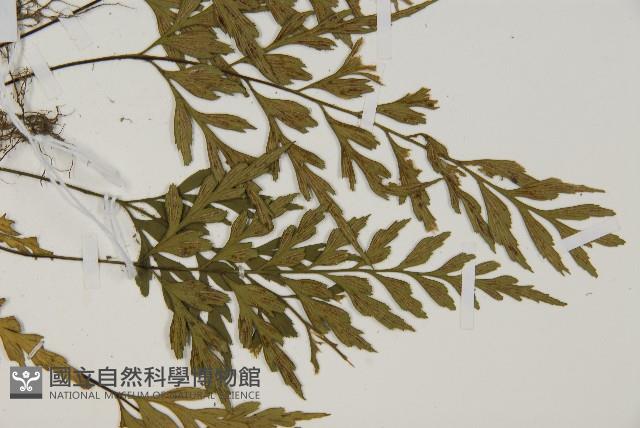 大蓬萊鐵角蕨藏品圖，第4張