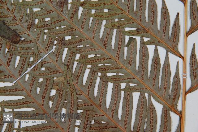 東方狗脊蕨藏品圖，第4張