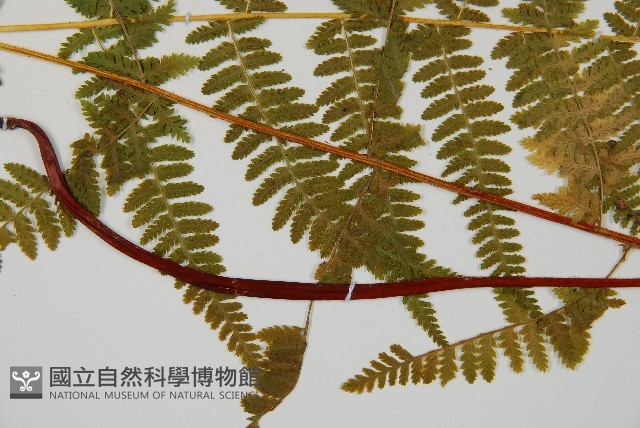 登錄號:P011075藏品圖，第4張