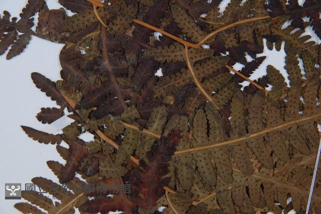 南洋假鱗毛蕨藏品圖，第4張