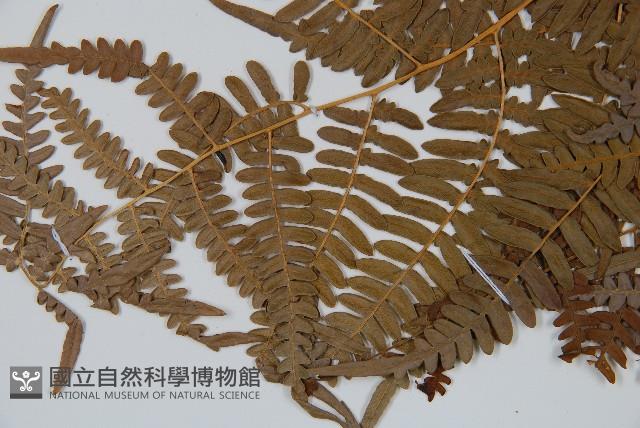 蕨藏品圖，第4張