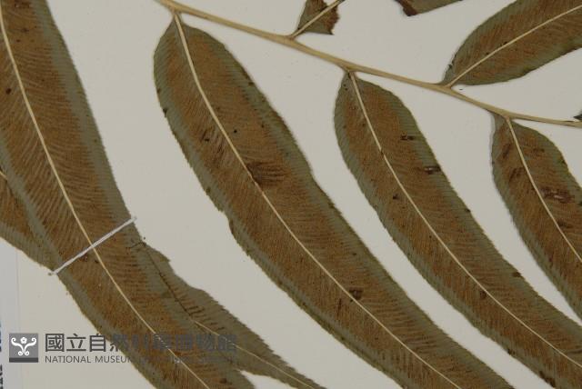 華鳳丫蕨藏品圖，第4張