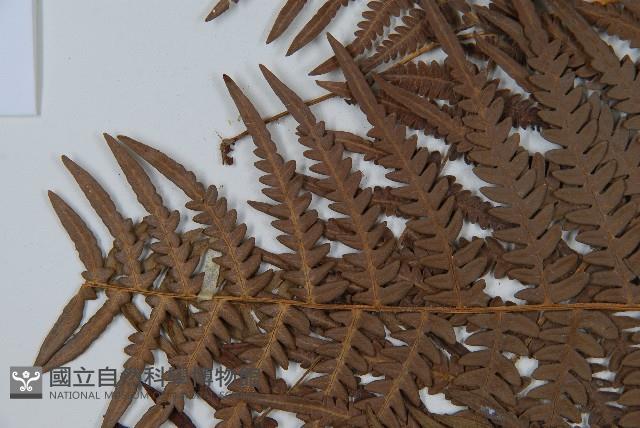 巒大蕨藏品圖，第4張