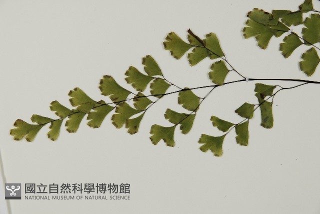 鐵線蕨藏品圖，第4張