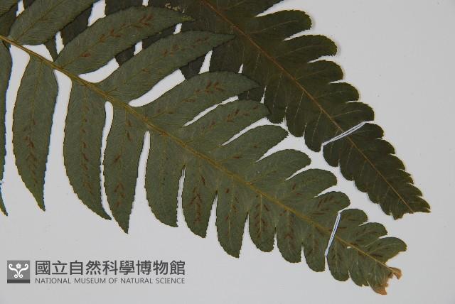 廣葉鋸齒雙蓋蕨藏品圖，第3張