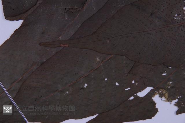 南投三叉蕨藏品圖，第4張