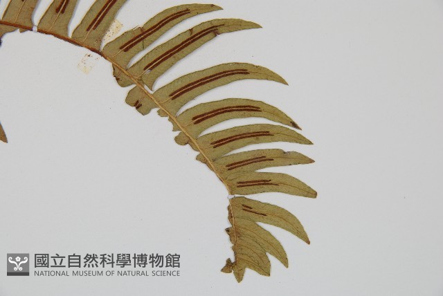 雉尾烏毛蕨藏品圖，第4張