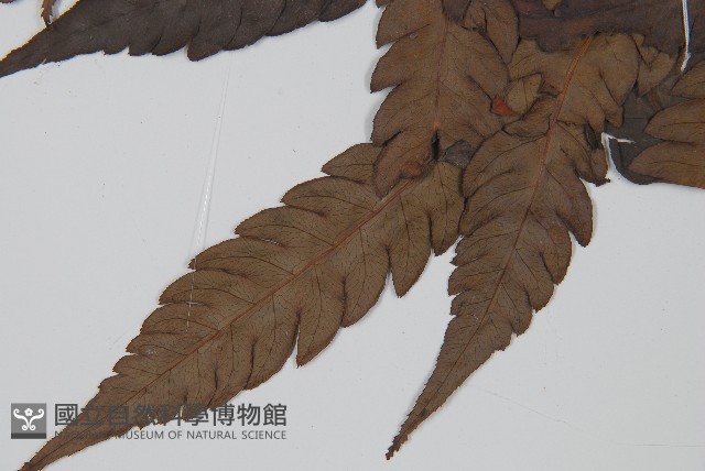 東方狗脊蕨藏品圖，第3張