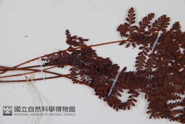 紅線蕨藏品圖，第4張