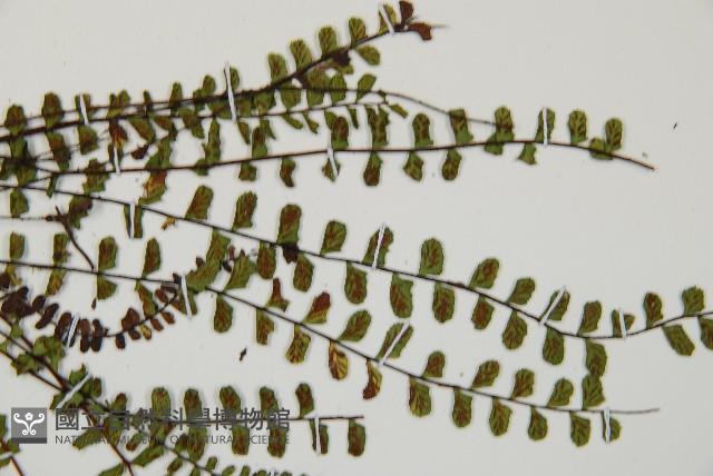 鐵角蕨藏品圖，第4張