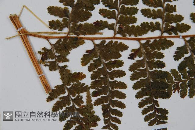 亞粗毛鱗蓋蕨藏品圖，第4張