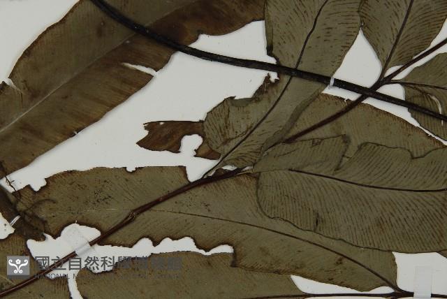 日本鳳丫蕨藏品圖，第4張