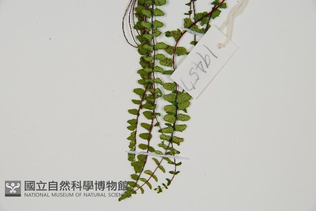 鐵角蕨藏品圖，第4張