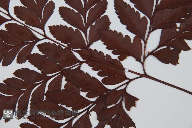 闊葉骨碎補藏品圖，第4張