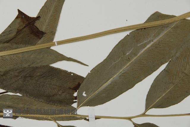 日本鳳丫蕨藏品圖，第4張