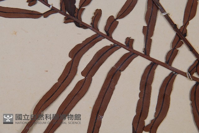 烏毛蕨藏品圖，第3張