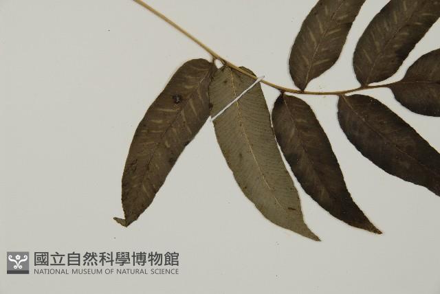 華鳳丫蕨藏品圖，第4張