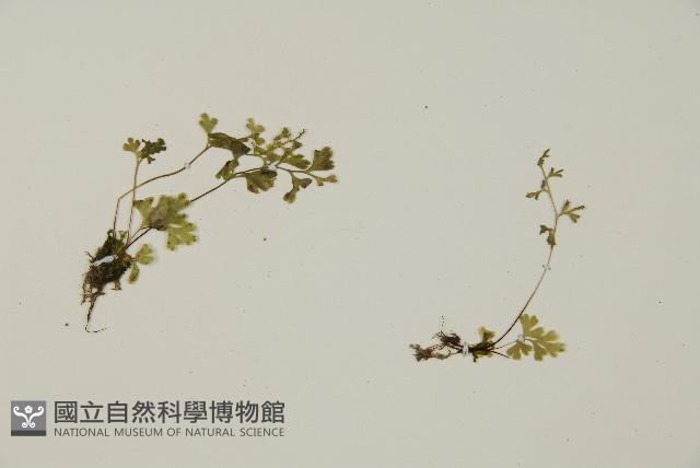 翠蕨藏品圖，第4張