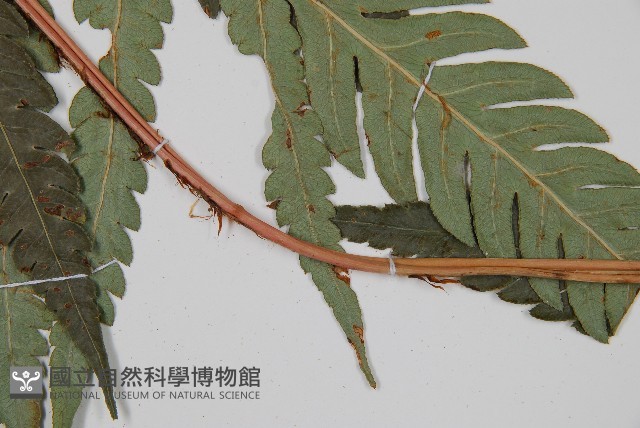 日本狗脊蕨藏品圖，第4張