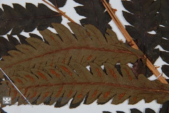 日本狗脊蕨藏品圖，第4張