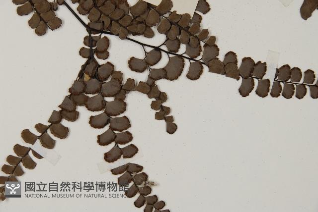 扇葉鐵線蕨藏品圖，第3張