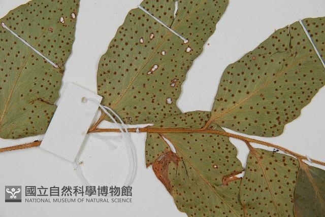 濱海全緣貫眾蕨藏品圖，第4張