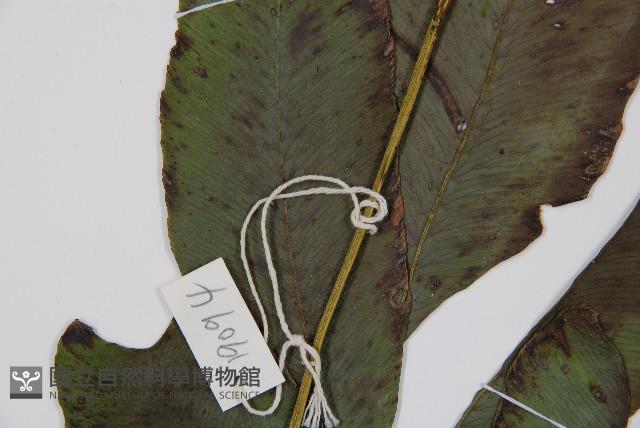 細柄雙蓋蕨藏品圖，第4張