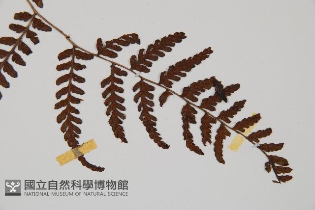 山蹄蓋蕨藏品圖，第4張