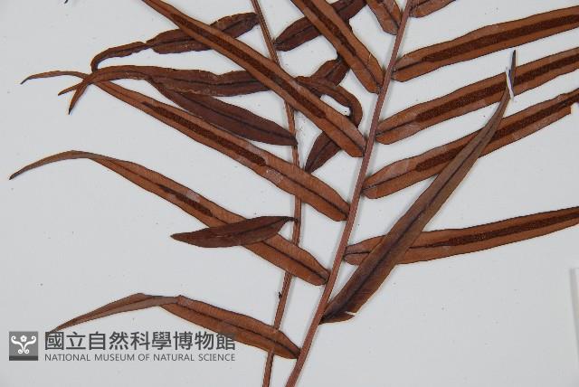 烏毛蕨藏品圖，第3張